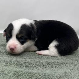 Arctic - Black and tan male Pembroke Welsh Corgi puppy in Waco, Texas from The Comma Corgis
