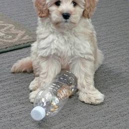 Bernedoodle, Goldendoodle, and Labradoodle Puppies from Apple Creek Doodles