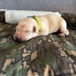 Biscuit - Yellow male Labrador Retriever puppy in Richfield, Utah from Stormy River Retrievers