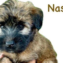 Nash - Soft Coated Wheaten Terrier puppy from Valleydayle Doodles and Wheatens