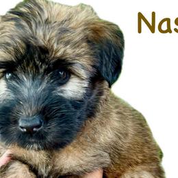 Nash - Soft Coated Wheaten Terrier puppy from Valleydayle Doodles and Wheatens