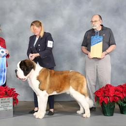 Saint Bernard All Grown Up from Southern Giants