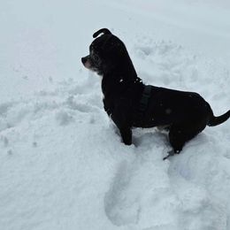 Toro - Chihuahua