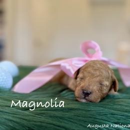 Magnolia - Apricot female Poodle puppy in Salem, Oregon from Lavish Poodles