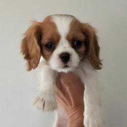 Hunter - Blenheim male Cavalier King Charles Spaniel puppy in Stevens, Pennsylvania from Jodi's Cavalier King Charles Spaniels and Cavapoos