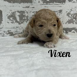 Vixen - Apricot female Goldendoodle puppy in Nortonville, Kentucky from Deb’s KY Doodles