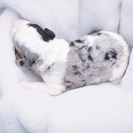 Princess - Merle female Sheepadoodle puppy in Los Angeles, California from Exquisite Doodles