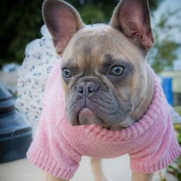 French Bulldogs from Flagship Frenchies