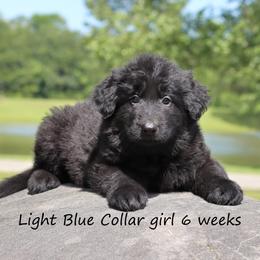 1st Pick female - Black female German Shepherd puppy in Elkmont, Alabama from Oakmont Shepherds