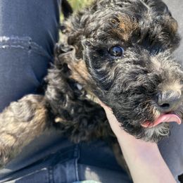 Assorted Doodle Crosses Puppies from Doodles Domain