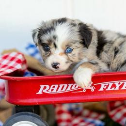 Liberty - Blue merle female Miniature Australian Shepherd puppy in Granbury, Texas from Texas Miniature Aussies