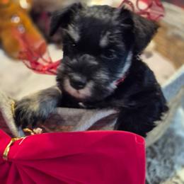 Holly - Black and silver female Miniature Schnauzer puppy in Fountain City, Indiana from Bearded Dynasty Schnauzers