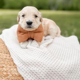 Clyde - Cream male Goldendoodle puppy in Ooltewah, Tennessee from Allison Family Doodles