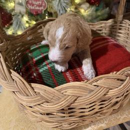 Cometa - Cream female Goldendoodle puppy in Indian Mound, Tennessee from Dana Walters