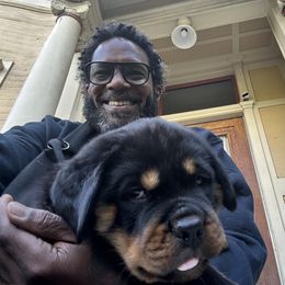 Rottweiler Puppies from Black Diamond Excellence rottweiler kennel