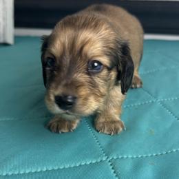 Larry - Cream male Dachshund puppy in Gilbertsville, Kentucky from DeLaunes Dachshunds