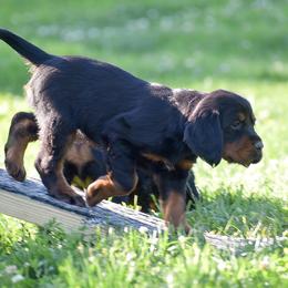 Girl 5 - Black and tan female Gordon Setter puppy in Gordonville, Pennsylvania from Blue Ribbon Setters