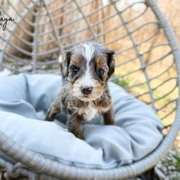 Raya - Blue merle female Bernedoodle puppy in Wamego, Kansas from Doodles of Oz
