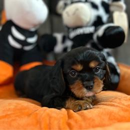 Butters (Sassi) AKC - Black and tan female Cavalier King Charles Spaniel puppy in Fairmount, Indiana from Dream Maker Cavaliers