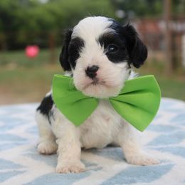 Aussiedoodle, Cavalier King Charles Spaniel, Cavapoo, and Labradoodle Puppies from McDoodles of Texas LLC