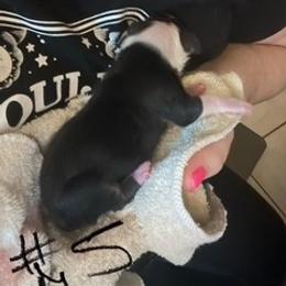 Cardigan Welsh Corgi Puppies from Katie Rogers