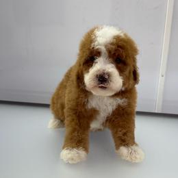 Rusty - Red male Bernedoodle puppy in Temecula, California from Country Hills Doodles