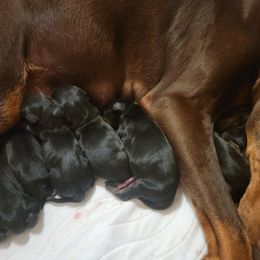 Boy 4 - male Doberman Pinscher puppy in Vale, North Carolina from Von Katzenstein Kennel