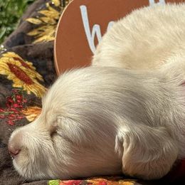 Dachshunds from Rice City Doxies