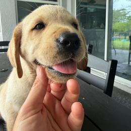 Brown collar - Yellow male Labrador Retriever puppy in Orlando, Florida from Clarisma K9’s