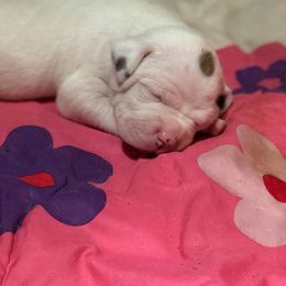 American Bulldog Puppies from Rogue Native Bulldogs