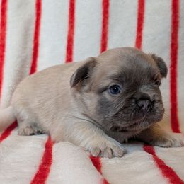 Boy 2 - Fawn male French Bulldog puppy in Battle Ground, Washington from Ferguson's Bulldogs