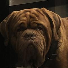 Dogues de Bordeaux from Robin Newland's Dogue de Bordeaux Puppies