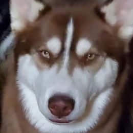 Disel - Siberian Husky