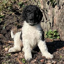Olive - Parti female Goldendoodle puppy in Lancaster, Pennsylvania from Doodles in the Skye