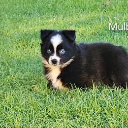 Mulberry - Black & white female Miniature Australian Shepherd puppy in Owensboro, Kentucky from JnT's Bluegrass Mini Aussies
