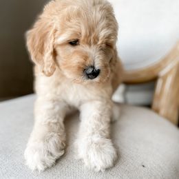 Goldendoodle Puppies from Whidbey Goldendoodles