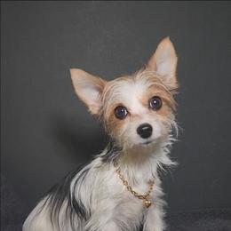 Sunni - Yorkshire Terrier