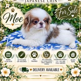 Moe - Sable and white male Japanese Chin puppy in Johnson City, Tennessee from Erin & Friends Japanese Chin