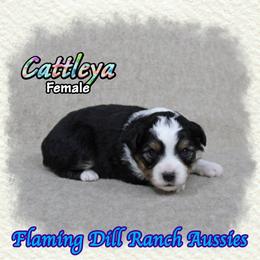 Cattleya - Black tri female Toy Australian Shepherd puppy in Forestburg, Texas from Flaming Dill Ranch Aussies