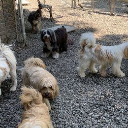 Tibetan Terrier All Grown Up from Kham Ra Tibetans