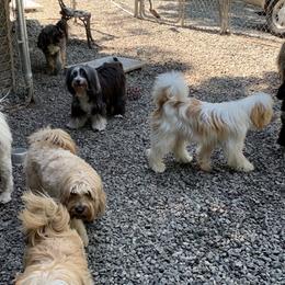 Tibetan Terrier All Grown Up from Kham Ra Tibetans