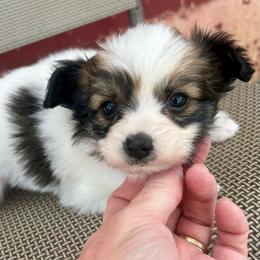 Pearl - White and sable female Papillon puppy in Chattanooga, Oklahoma from Lottie Dottie Scottie’s and Papillons