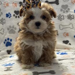 Rosie - Apricot female Maltipoo puppy in Lancaster, Kentucky from Dream Paws Puppies, LLC