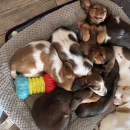 Dachshunds from Dix n’ Dot Dachshunds