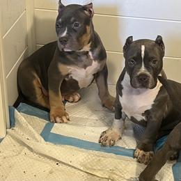 American Bully Puppies from M&M XL Bully Kennel