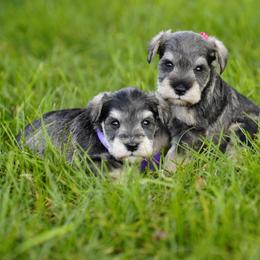 Salt and Pepper - Salt and pepper female Miniature Schnauzer puppy in Snowflake / Phoenix, Arizona from Snowflake Schnauzers