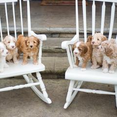 Bernedoodle and Double Doodle Puppies from Cloud Nine Doodles