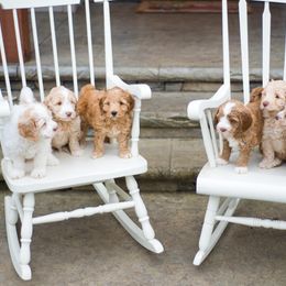 Bernedoodle and Double Doodle Puppies from Cloud Nine Doodles