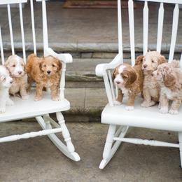 Bernedoodle and Double Doodle Puppies from Cloud Nine Doodles
