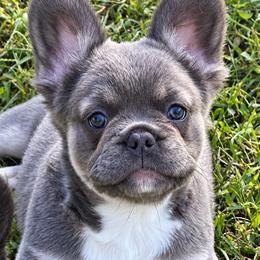 Anastasia (Stacy) - Blue female French Bulldog puppy in Chesnee, South Carolina from Michael & Raisa